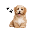 Mascotas